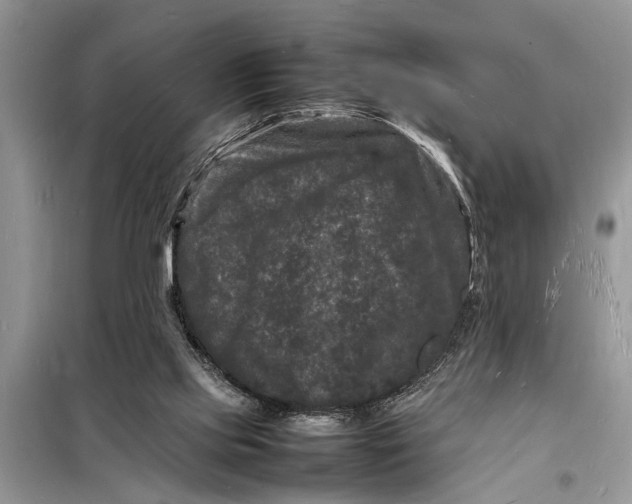 X0000098180061200805081034