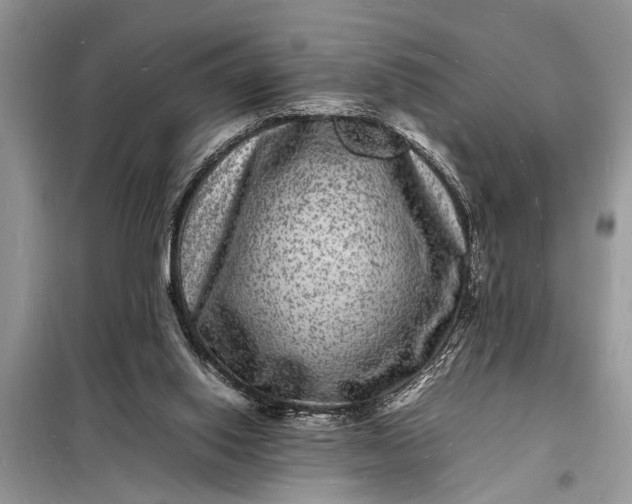 X0000098180062200805081034