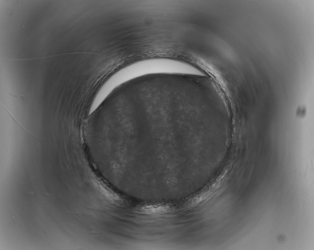 X0000098180065200805081034