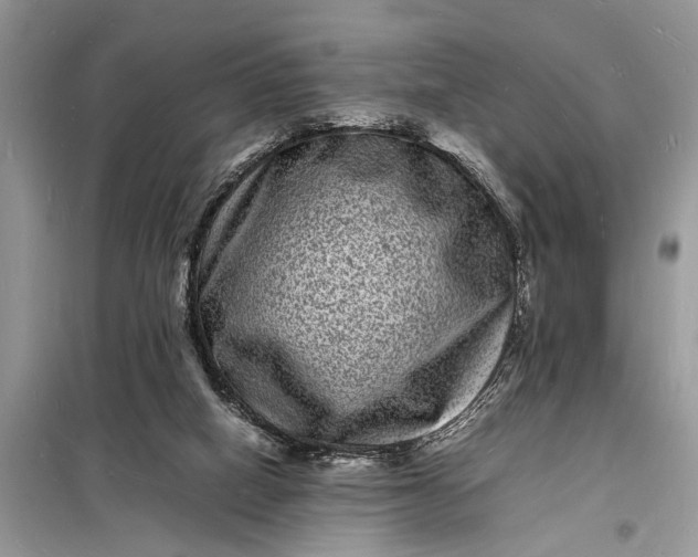 X0000098180066200805081034