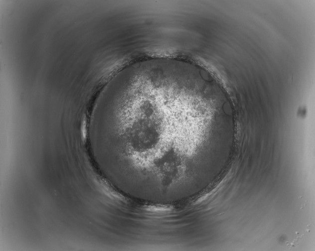 X0000098180069200805081034