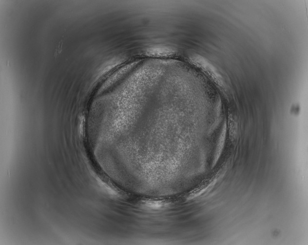 X0000098180071200805081034