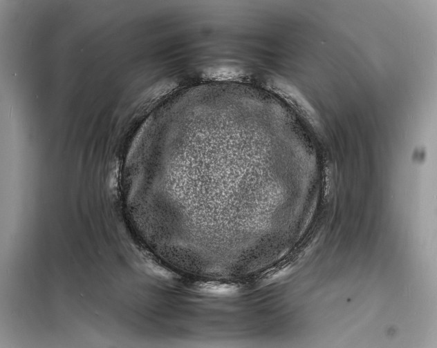 X0000098180073200805081034