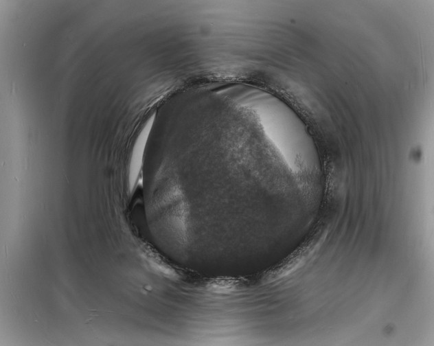 X0000098180076200805081034