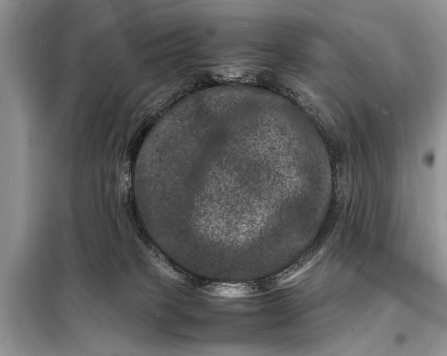 X0000098180085200805081034