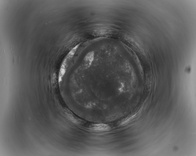 X0000098180087200805081034