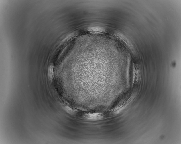 X0000098180093200805081034