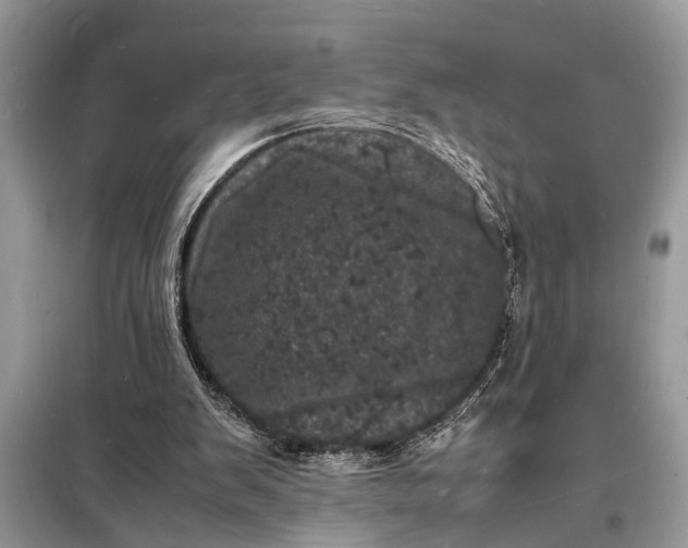 X0000098180103200805081033