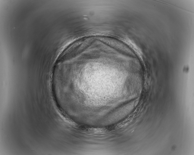 X0000098180107200805081033