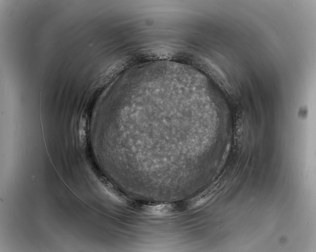 X0000098180122200805081033