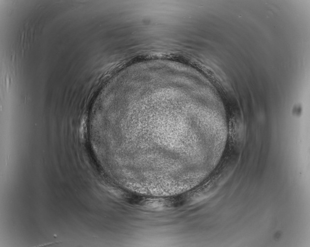 X0000098180127200805081033