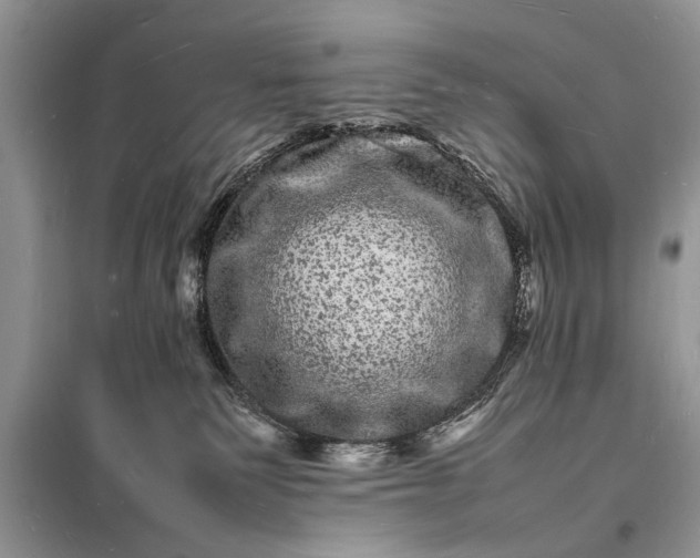 X0000098180135200805081033