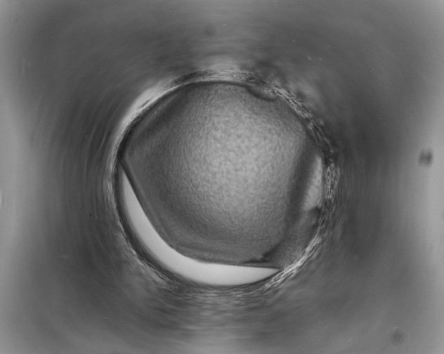 X0000098180150200805081032