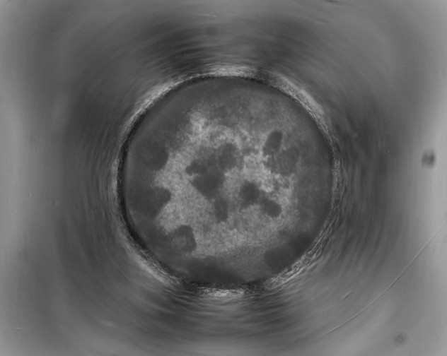 X0000098180155200805081032