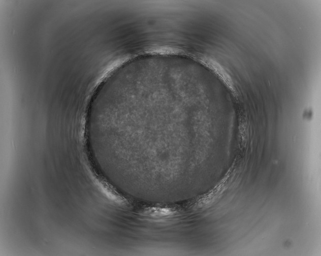 X0000098180159200805081032