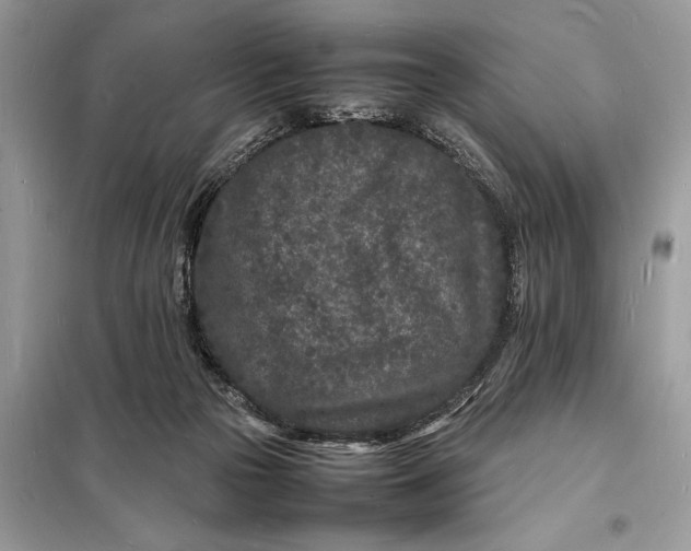 X0000098180169200805081032