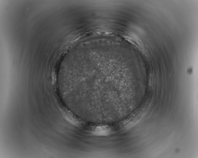 X0000098180173200805081032