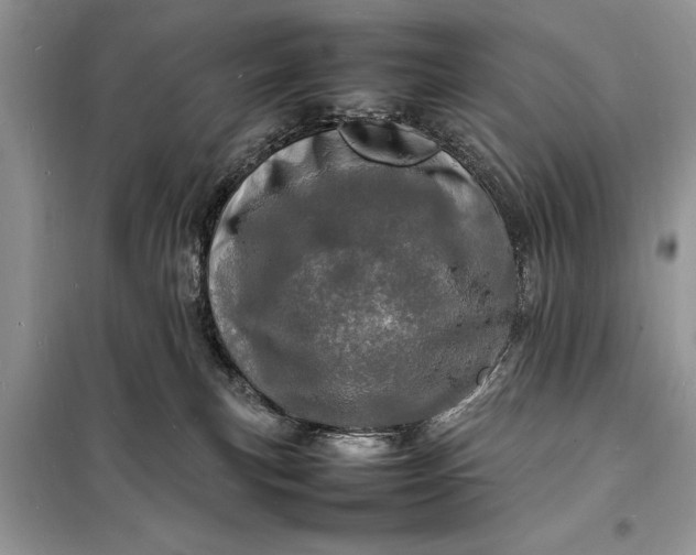 X0000098180183200805081032