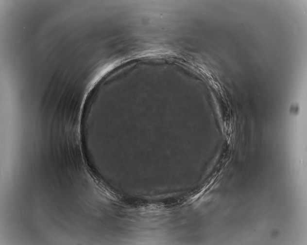 X0000098180196200805081032