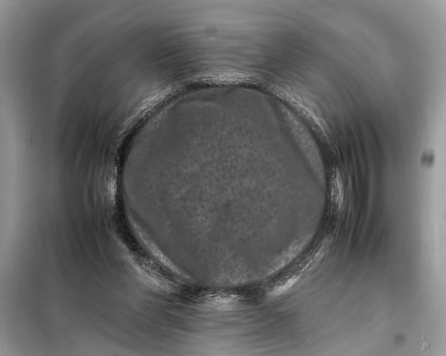 X0000098180206200805081032