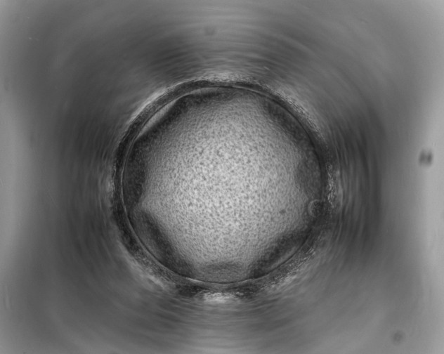 X0000098180208200805081032