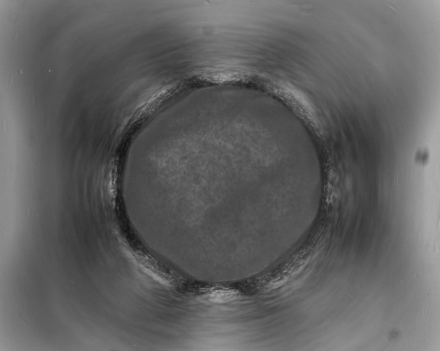 X0000098180210200805081032