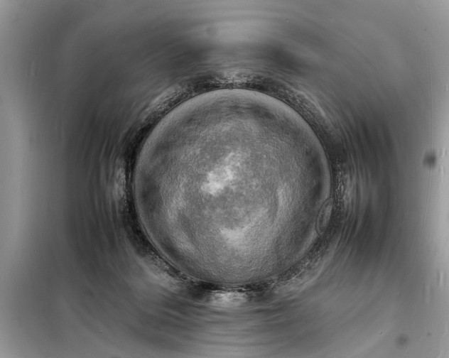 X0000098180220200805081032