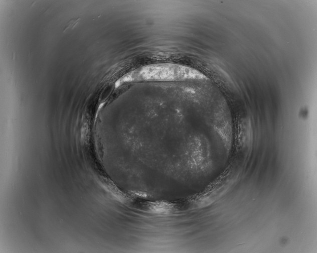 X0000098180226200805081031