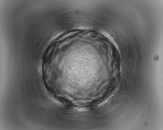 X0000098180249200805081030