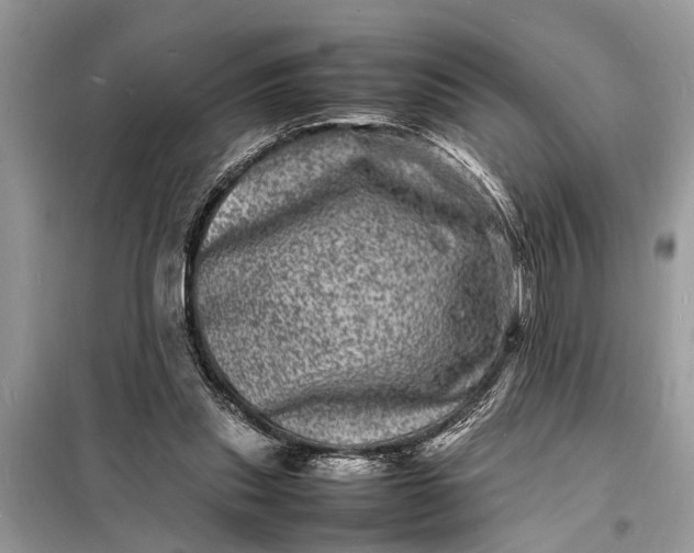 X0000098180253200805081030