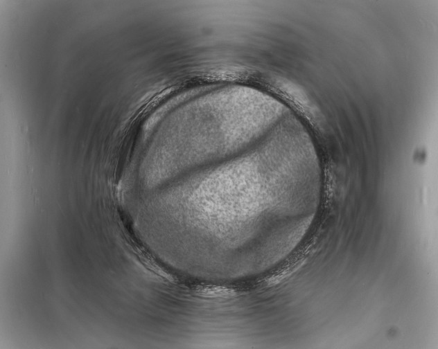 X0000098180258200805081030