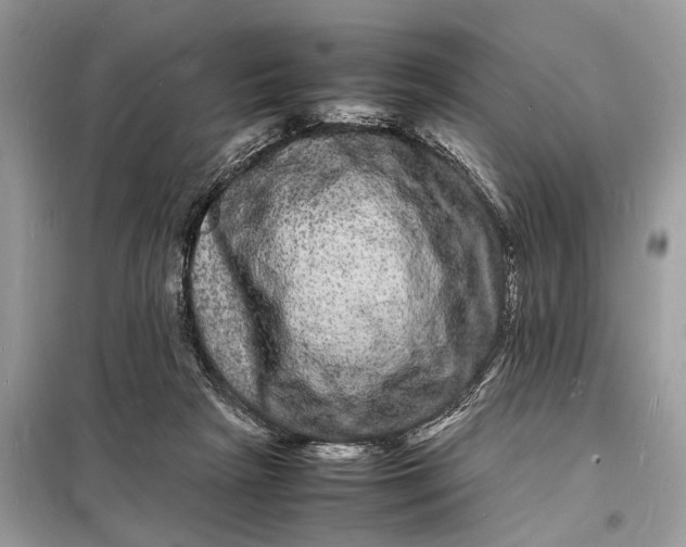 X0000098180265200805081031