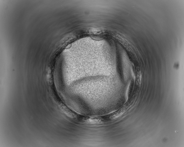 X0000098180270200805081031