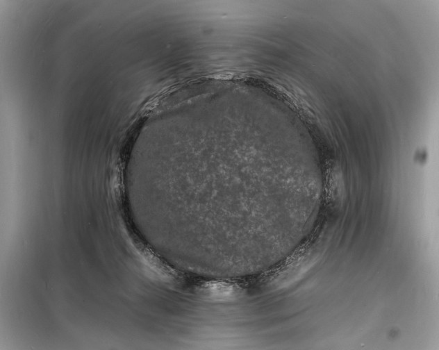 X0000098180272200805081031