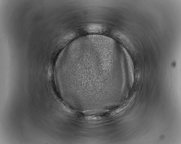 X0000098180277200805081031