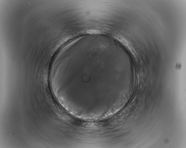 X0000098180297200805081030