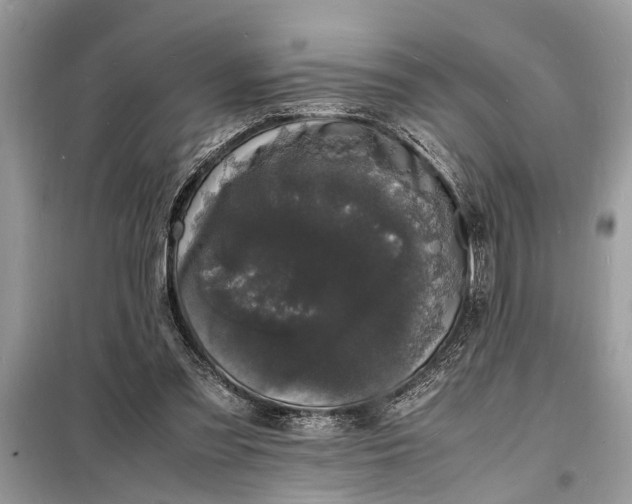 X0000098180301200805081030