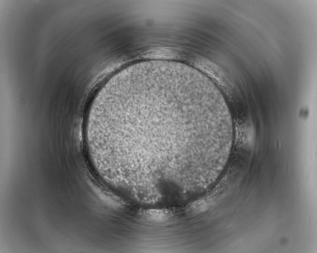 X0000098180302200805081030