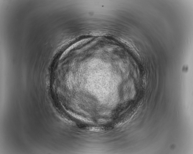 X0000098180303200805081030