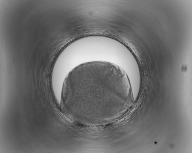 X0000098180305200805081030