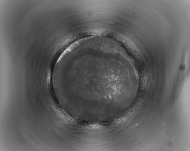 X0000098180310200805081030