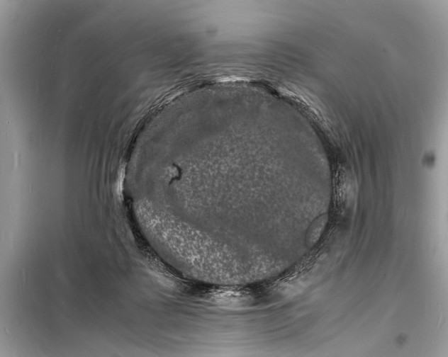 X0000098180315200805081030