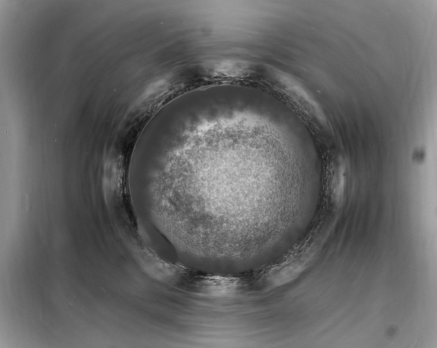 X0000098180328200805081030