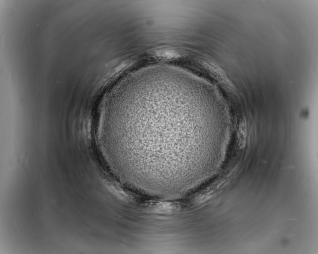 X0000098180330200805081030