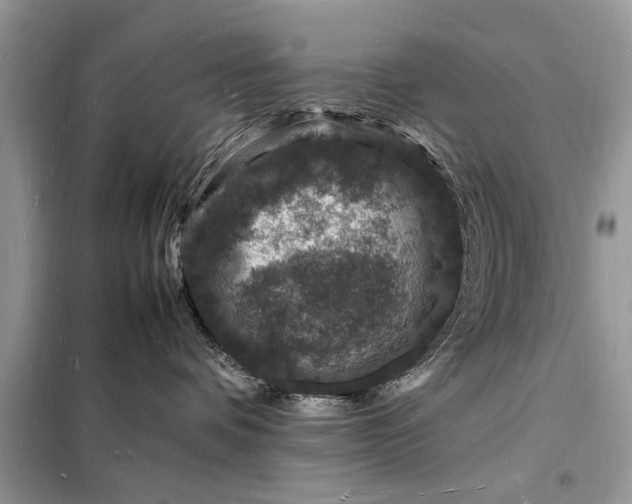 X0000098180336200805081029