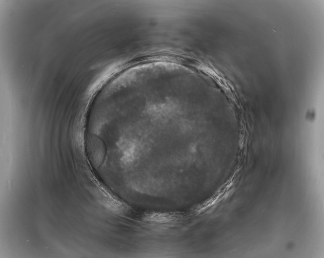 X0000098180341200805081029