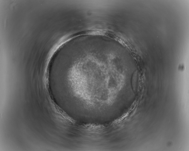 X0000098180343200805081029