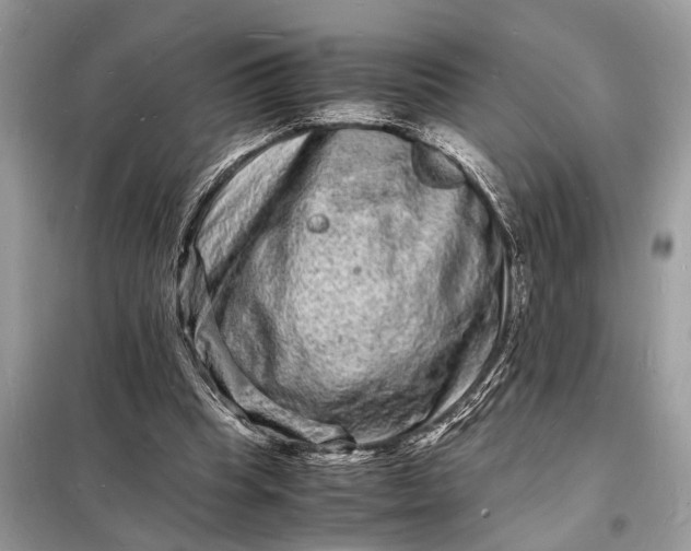 X0000098180345200805081029