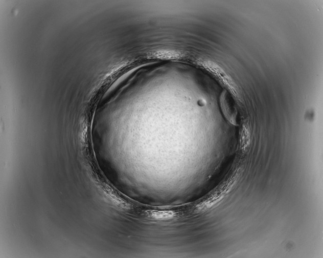 X0000098180355200805081029