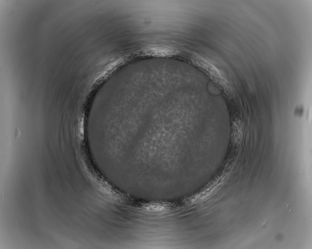 X0000098180358200805081029